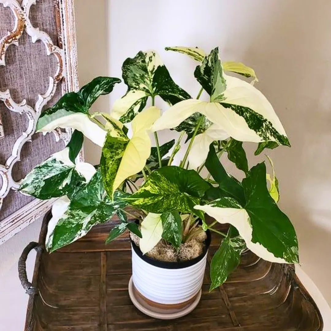 Buy Syngonium Albo "Variegata" - Plant Online at Lalitenterprise