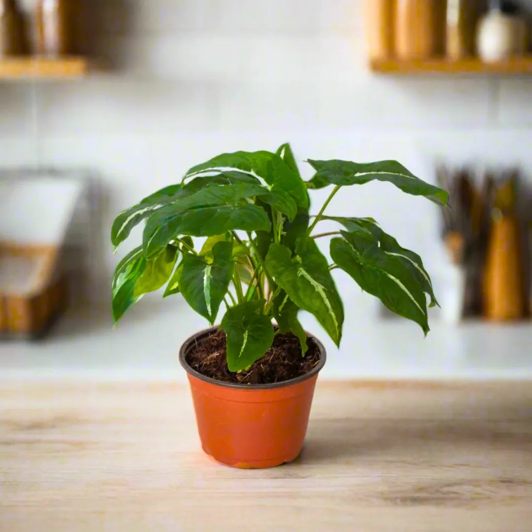 Buy Syngonium Wendlandii (Velvet Arrowhead Ivy) - Plant Online at Lalitenterprise
