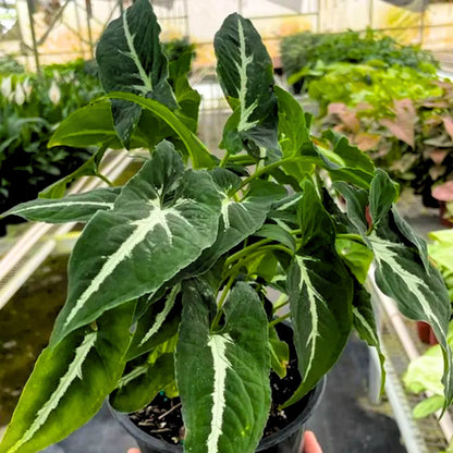 Buy Velvet Arrowhead Ivy - Plant Online at Lalitenterprise
