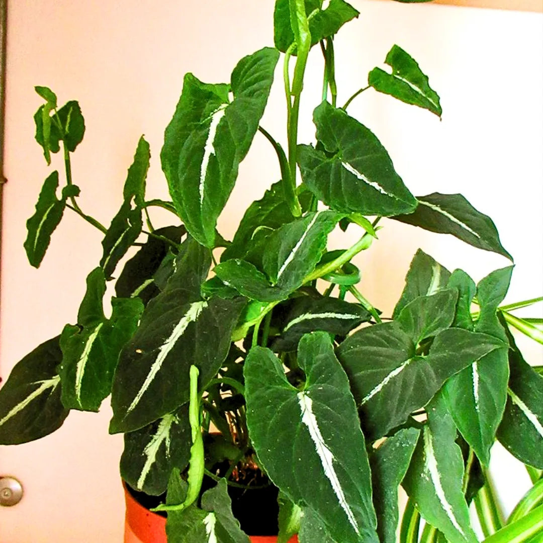 Buy Syngonium Wendlandii - Plant Online at Lalitenterprise