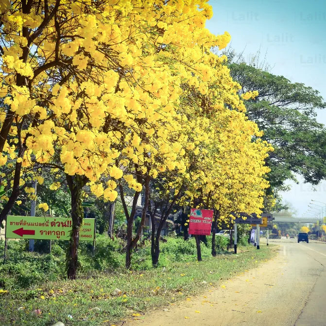 Buy Tabebuia Argentea Plant Online at Lalitenterprise