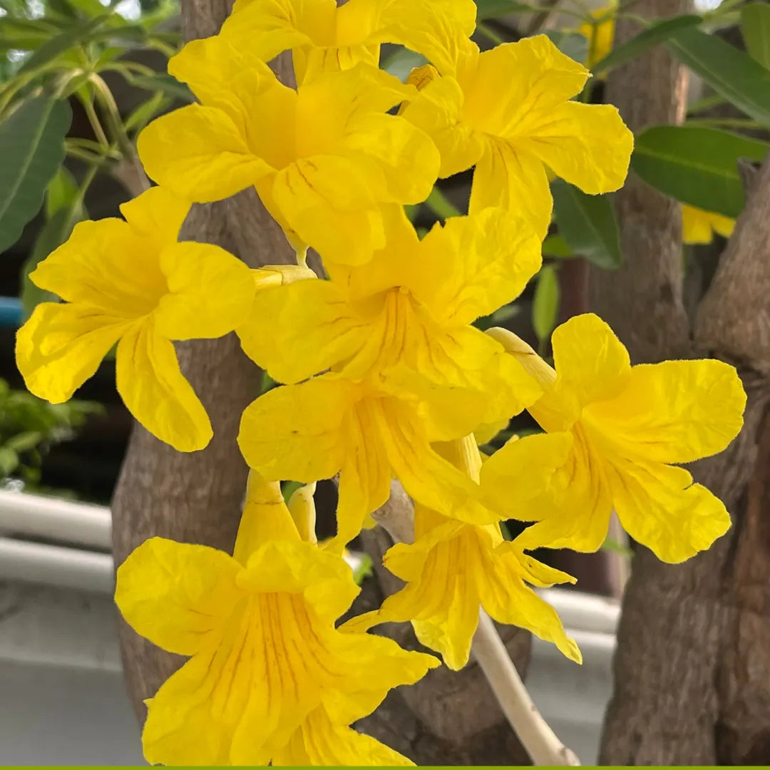 Buy Tabebuia Aurea Plant - Lalit Enterprise