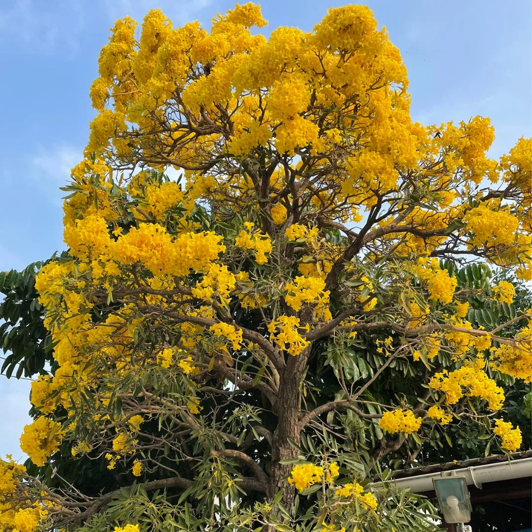 Buy Yellow Tabebuia Plant - Lalit Enterprise