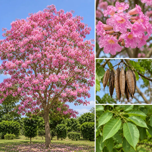 Buy Tabebuia Avellanedae (Pink Trumpet Tree) - Plant Online at Lalitenterprise