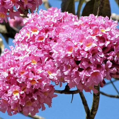 Buy Tabebuia Avellanedae (Pink Trumpet Tree) - Plant Online at Lalitenterprise