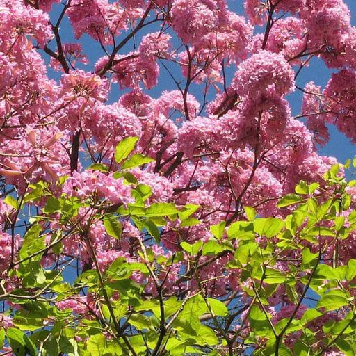 Buy Tabebuia Avellanedae (Pink Trumpet Tree) - Plant Online at Lalitenterprise
