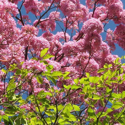 Buy Tabebuia Avellanedae (Pink Trumpet Tree) - Plant Online at Lalitenterprise