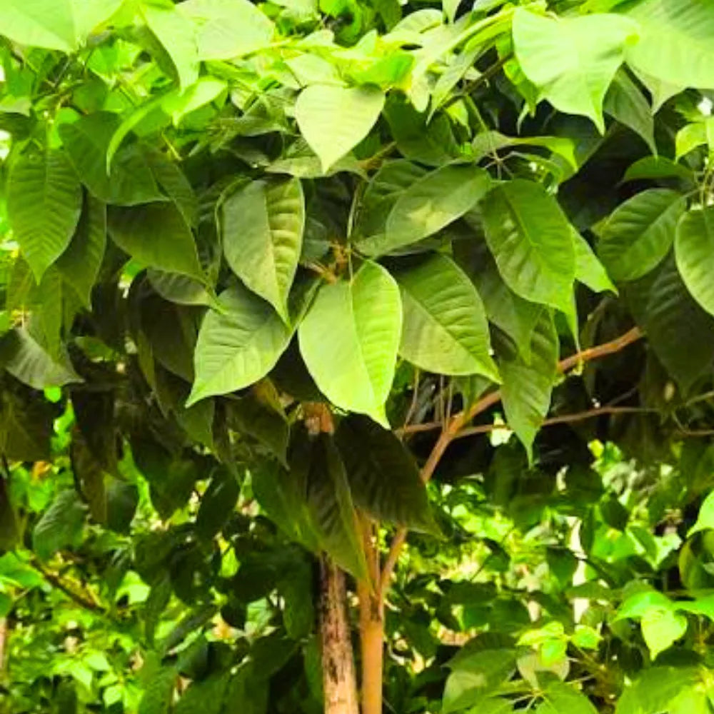 Buy Tabebuia Avellanedae (Pink Trumpet Tree) - Plant Online at Lalitenterprise