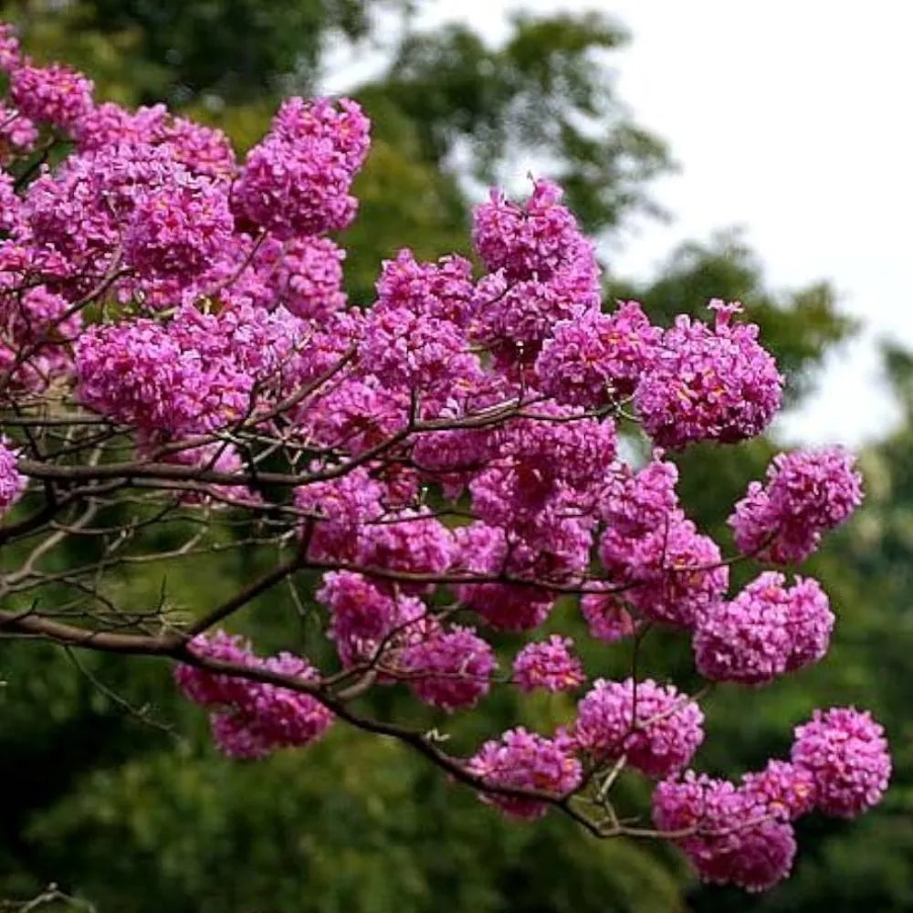 Buy Tabebuia Avellanedae (Pink Trumpet Tree) - Plant Online at Lalitenterprise