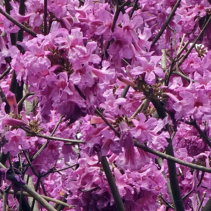 Buy Tabebuia Avellanedae (Pink Trumpet Tree) - Plant Online at Lalitenterprise