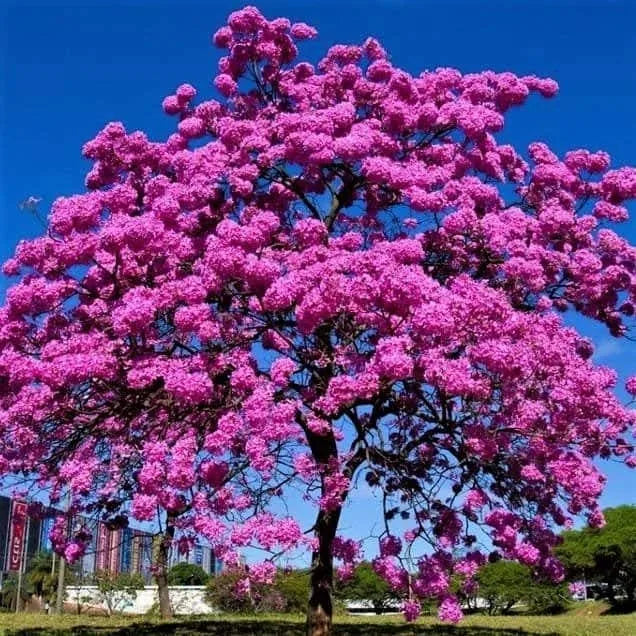Buy Tabebuia Avellanedae (Pink Trumpet Tree) - Plant Online at Lalitenterprise