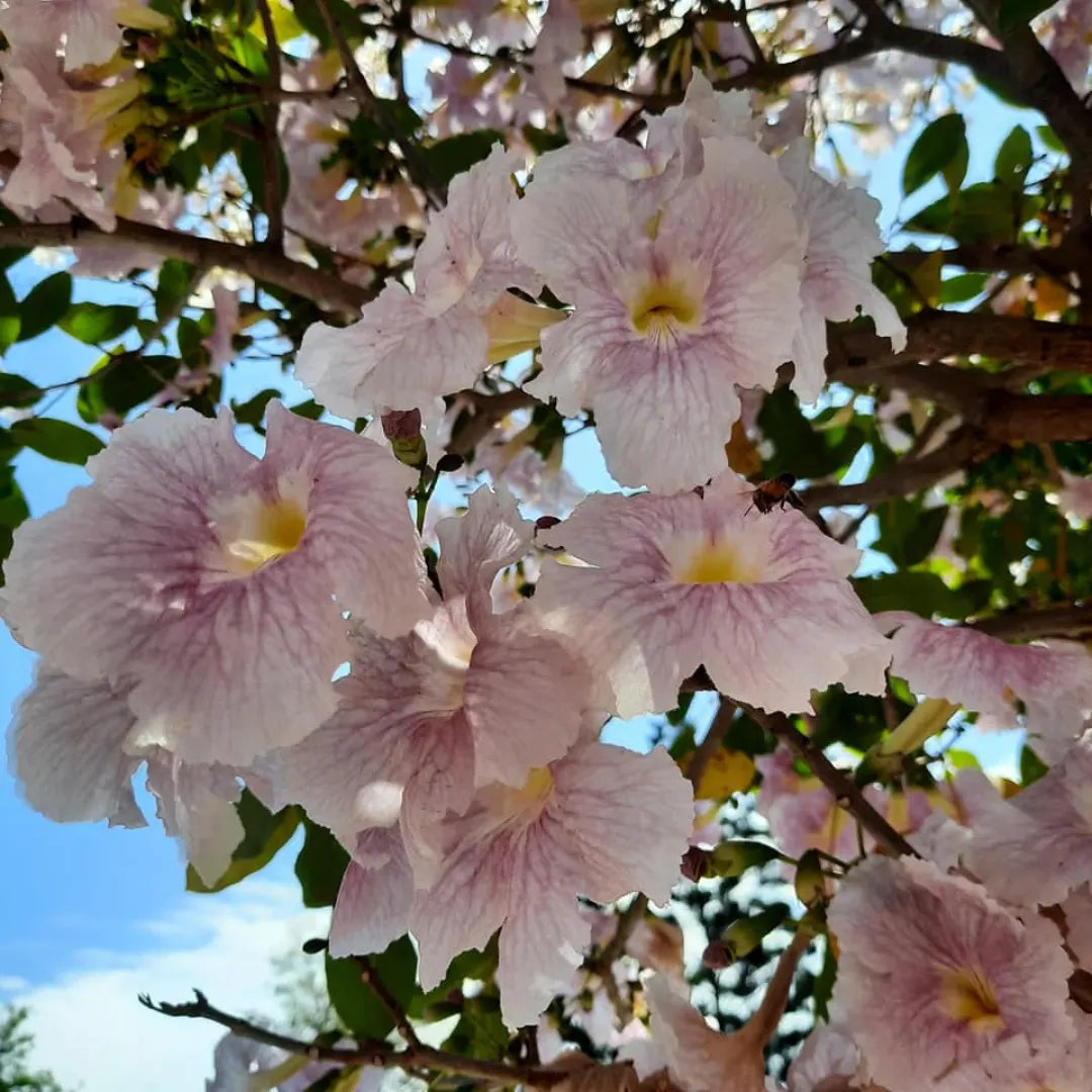 Buy White Trumpet Tree - Plant Online at Lalitenterprise