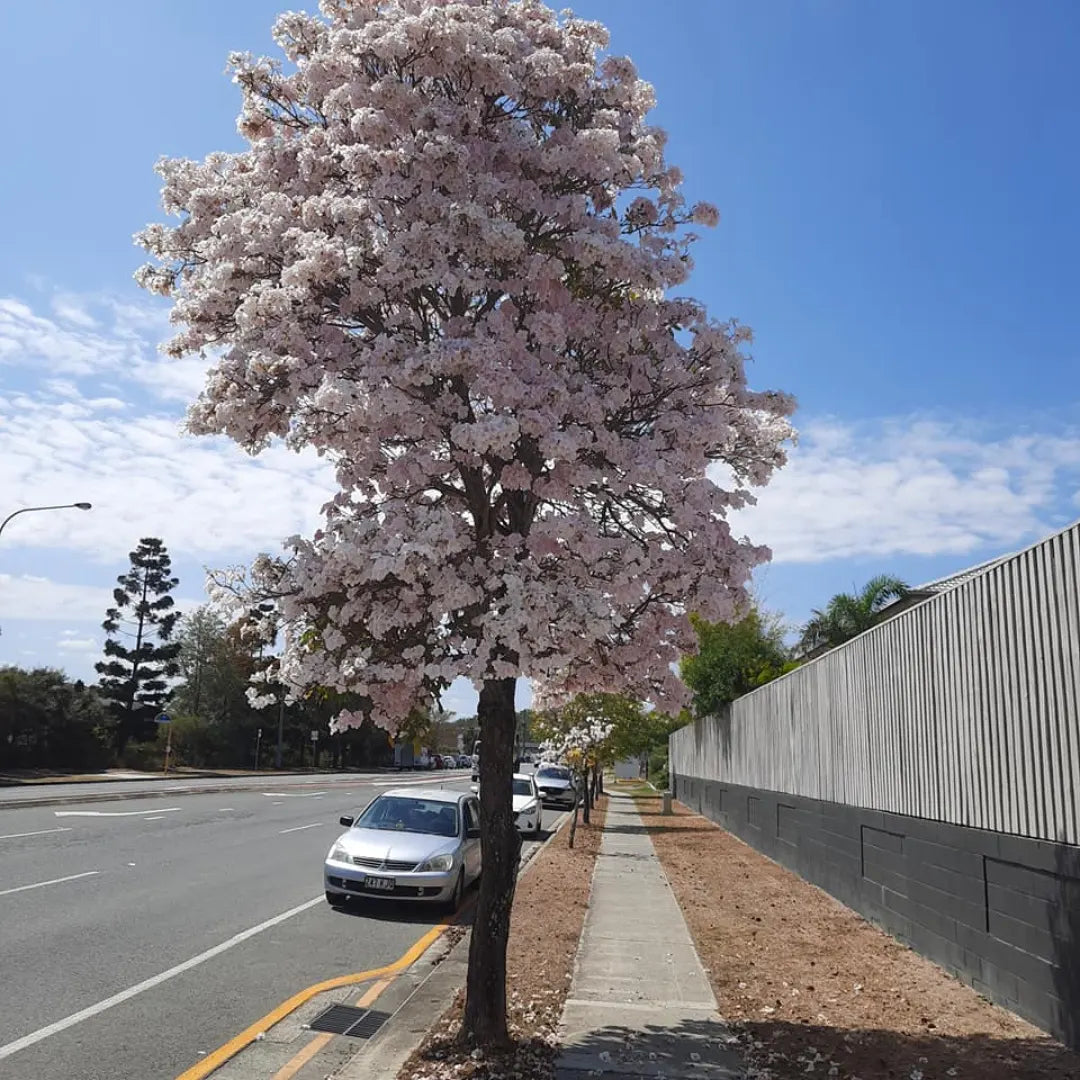 Buy Tabebuia Pallida - Plant Online at Lalitenterprise