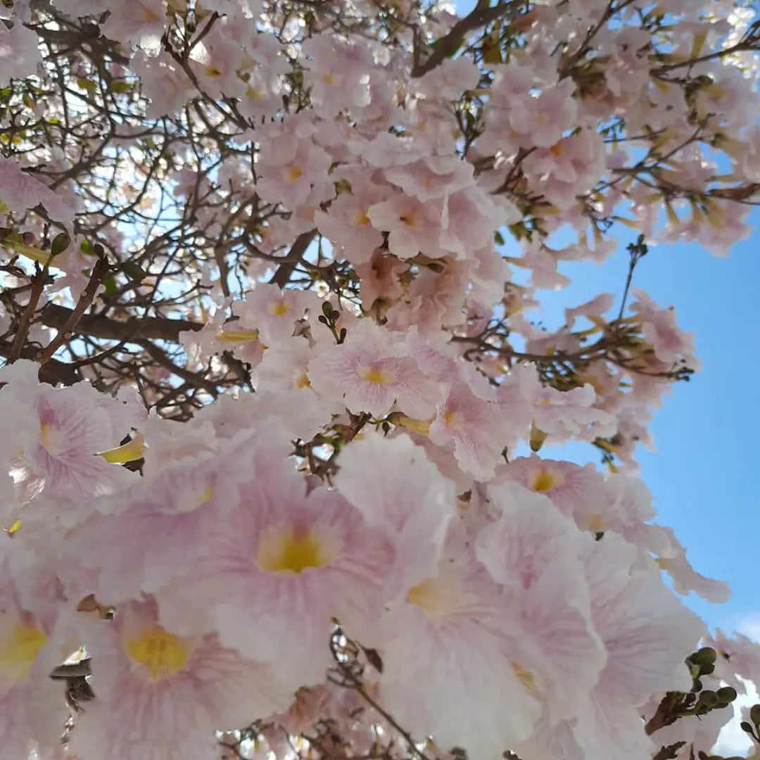 Buy Tabebuia Pallida (White Trumpet Tree) - Plant Online at Lalitenterprise