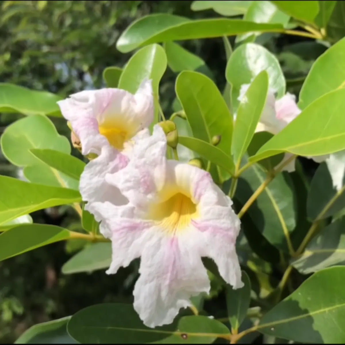 Buy Tabebuia Pallida - Plant Online at Lalitenterprise