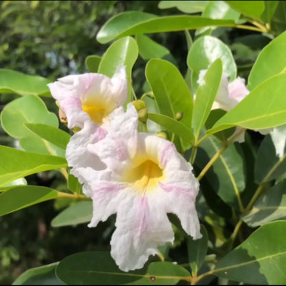 Buy Tabebuia Pallida - Plant Online at Lalitenterprise
