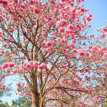 Buy Tabebuia Rosea Pink Flower Plant Online at Lalitenterprise