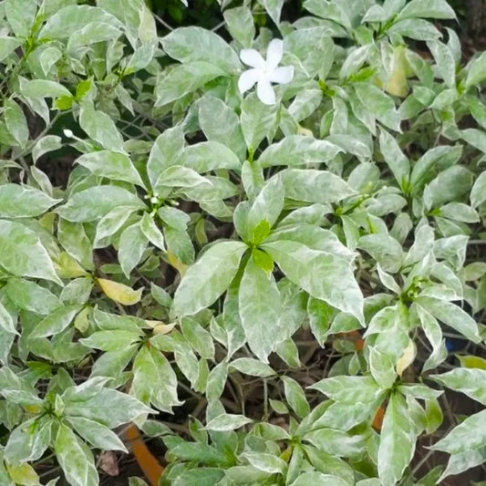 Buy Tagar Variegated (Tabernaemontana Sp. Variegata) – Plant Online at Lalitenterprise