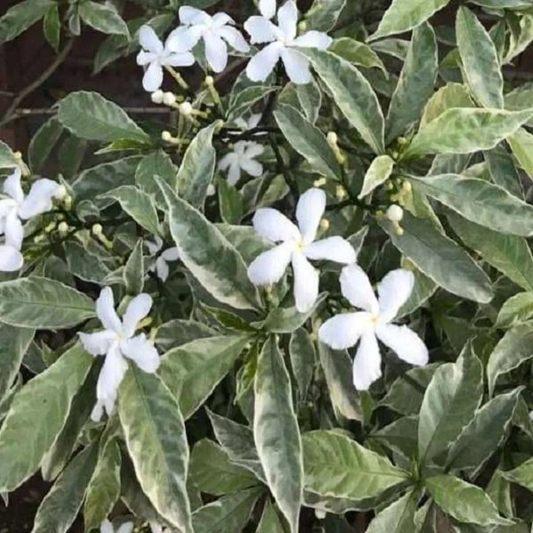 Tagar Regular Tagar Variegated (Tabernaemontana Sp. Variegata) – Plant – Lalit Enterprise