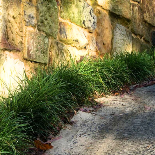 Buy Tall Mondo Grass (Ophiopogon Jaburan) - Plant Online at Lalitenterprise