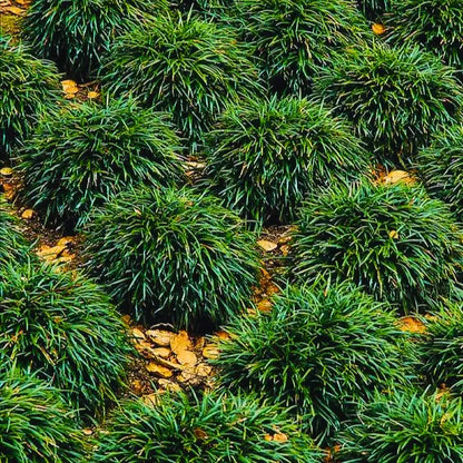 Buy Tall Mondo Grass - Plant Online at Lalitenterprise