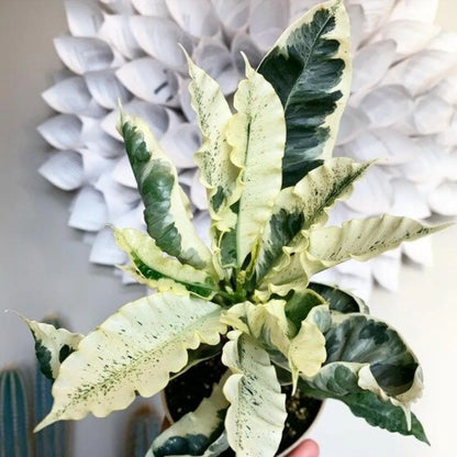 Buy Tamara Croton (Codiaeum Variegatum Tamara) - Plant Online at Lalitenterprise