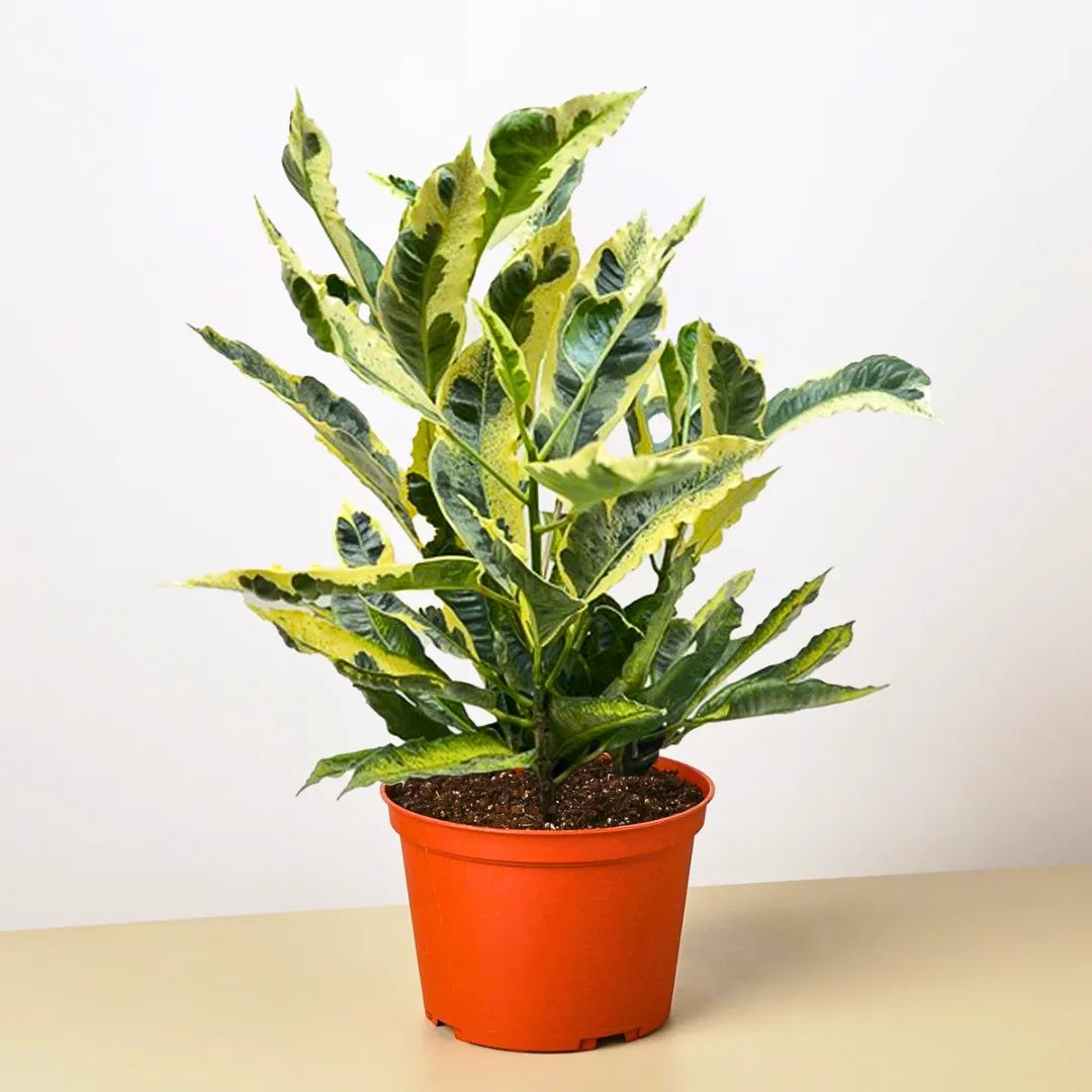 Buy Codiaeum Variegatum Tamara - Plant Online at Lalitenterprise