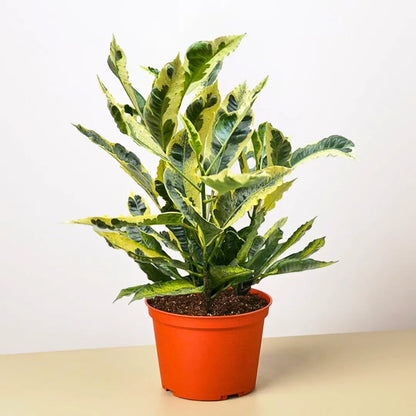 Buy Codiaeum Variegatum Tamara - Plant Online at Lalitenterprise