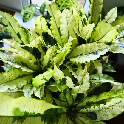 Buy Tamara Croton - Plant Online at Lalitenterprise