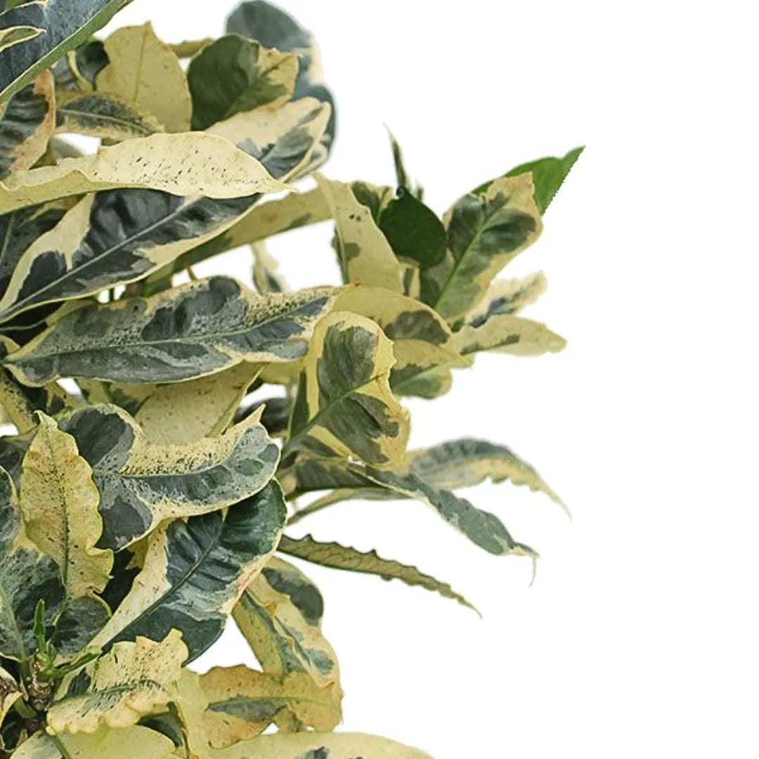 Buy Tamara Croton (Codiaeum Variegatum Tamara) - Plant Online at Lalitenterprise