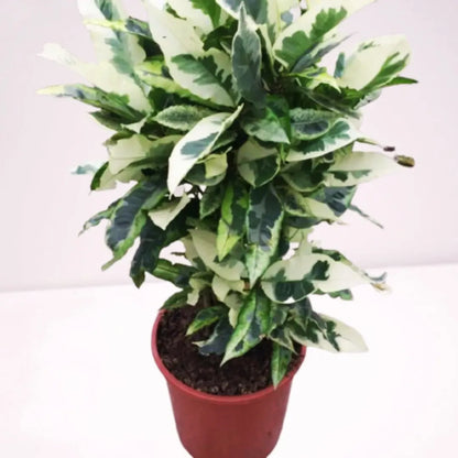 Buy Codiaeum Variegatum Tamara - Plant Online at Lalitenterprise