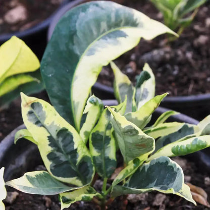 Buy Tamara Croton - Plant Online at Lalitenterprise