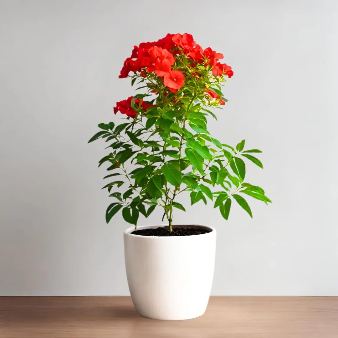 Buy Tecoma Bush "Red" - Plant Online at Lalitenterprise