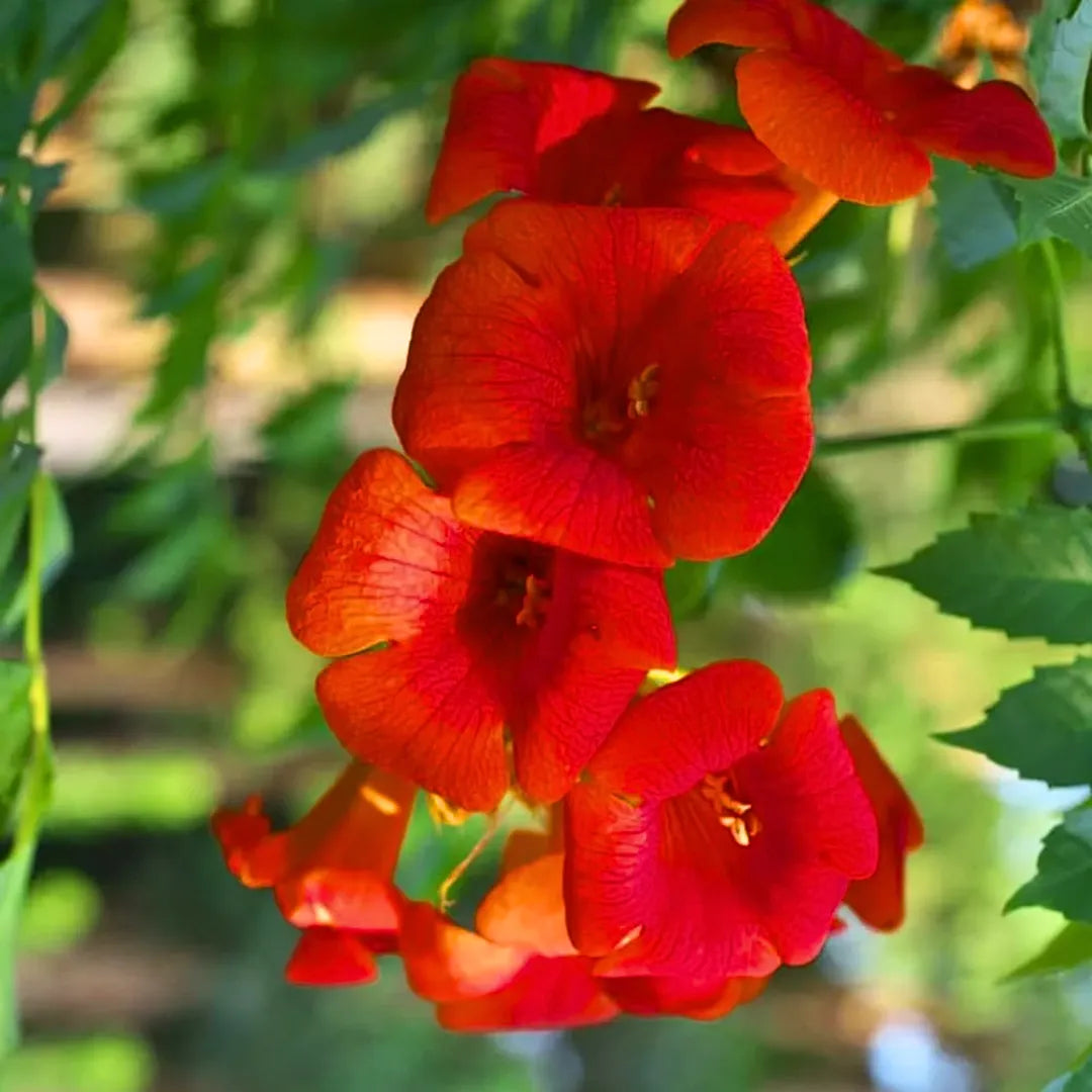 Buy Tecoma Bush "Red" - Plant Online at Lalitenterprise