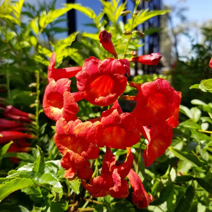 Buy Tecoma Bush "Red" - Plant Online at Lalitenterprise