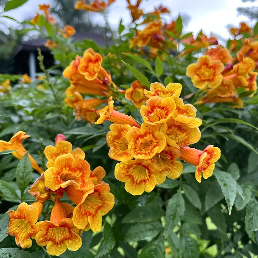 Buy Tecoma Dwarf Bicolor - Plant Online at Lalitenterprise