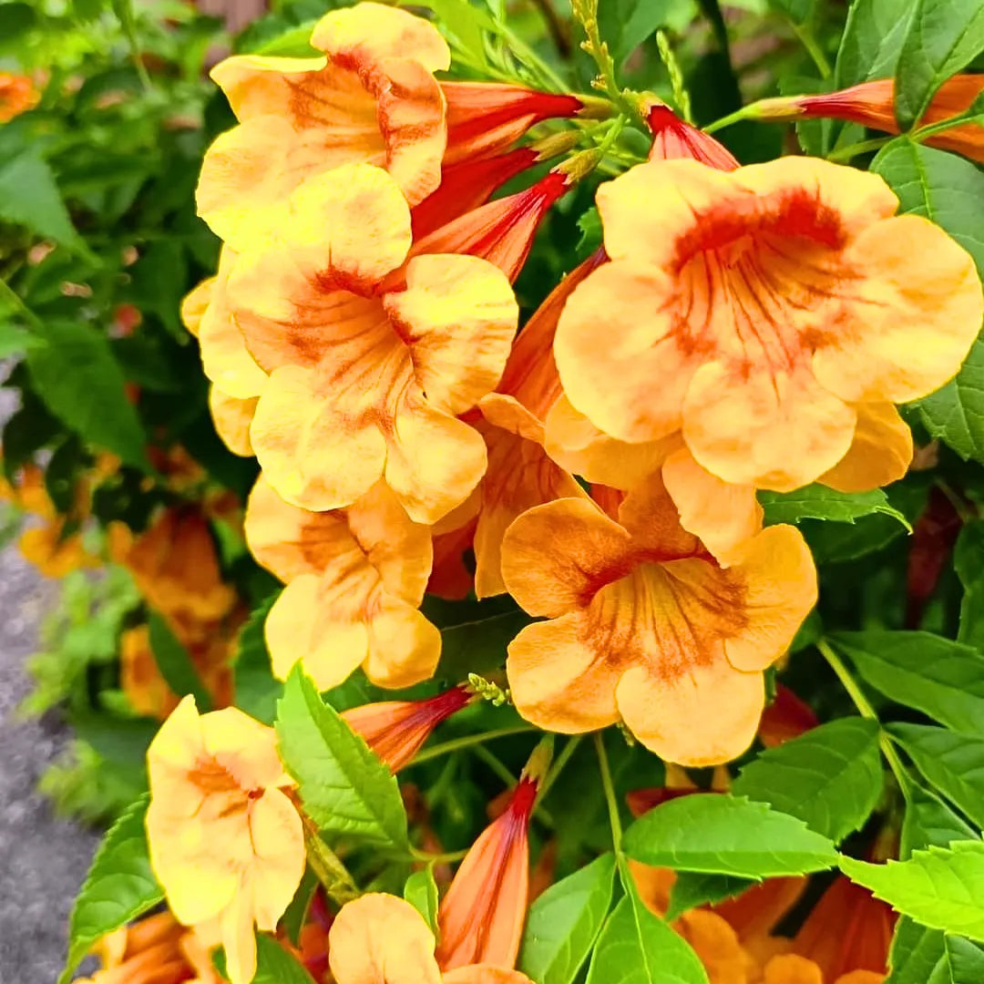 Buy Tecoma Dwarf Bicolor - Plant Online at Lalitenterprise