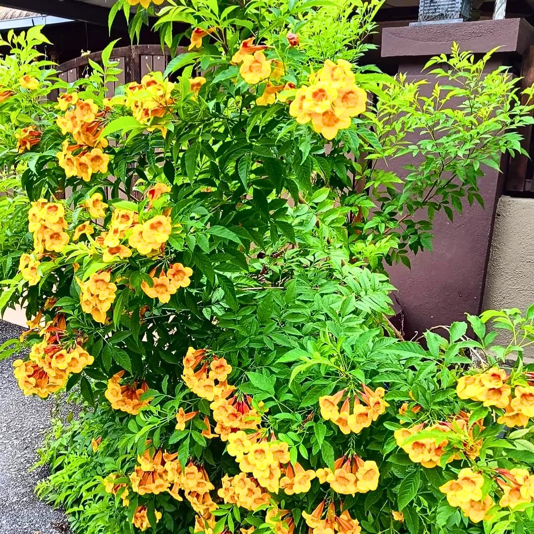 Buy Tecoma Dwarf Bicolor - Plant Online at Lalitenterprise