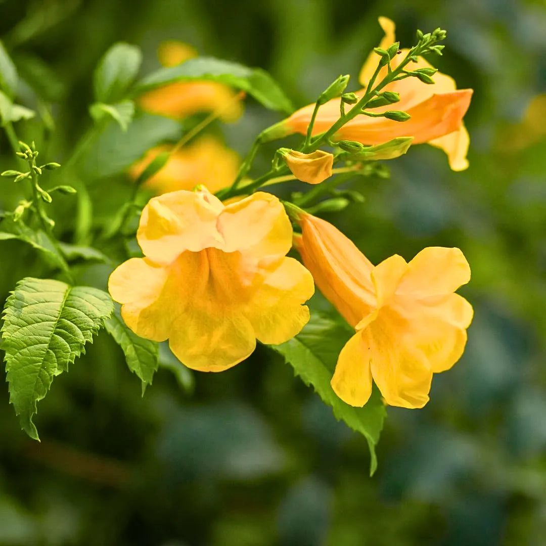 Buy Tecoma Gaudichaudi "Yellow Bells" - Plant Onlince at Lalitenterprise