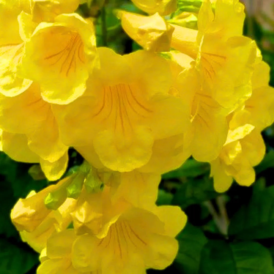 Buy "Yellow Bells" - Plant Onlince at Lalitenterprise