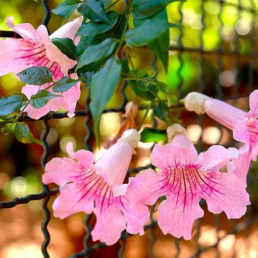 Buy Honeysuckle (Tecoma Pink Vine) - Plant Online at Lalitenterprise