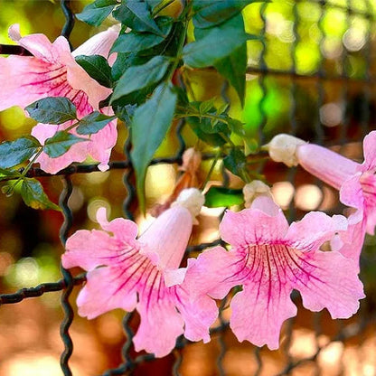 Buy Honeysuckle (Tecoma Pink Vine) - Plant Online at Lalitenterprise