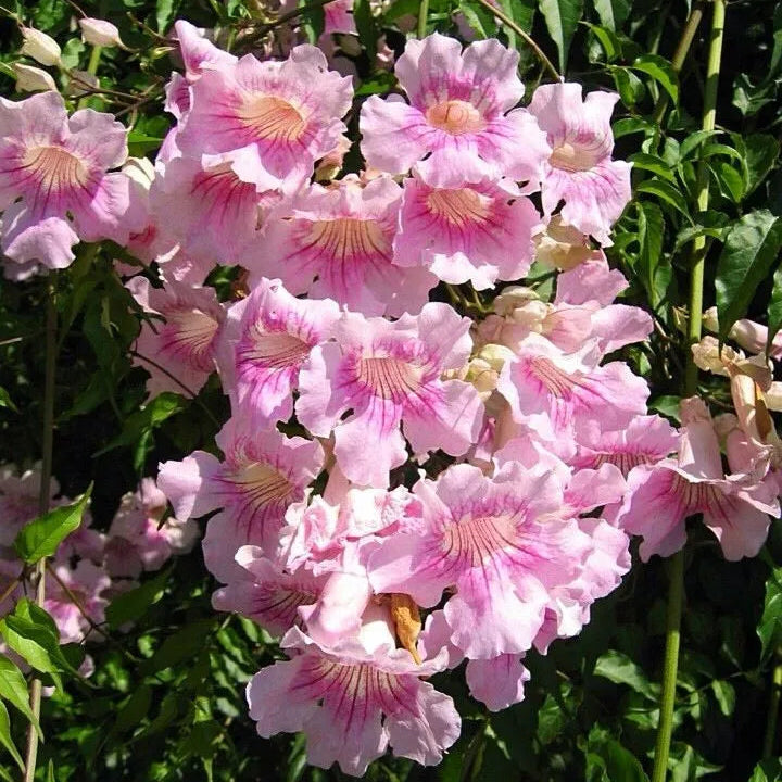 Buy Honeysuckle (Tecoma Pink Vine) - Plant Online at Lalitenterprise
