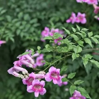 Buy Honeysuckle (Tecoma Pink Vine) - Plant Online at Lalitenterprise