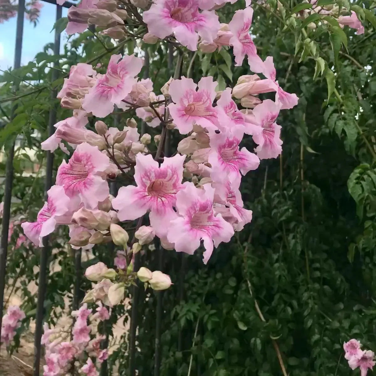 Buy Honeysuckle (Tecoma Pink Vine) - Plant Online at Lalitenterprise