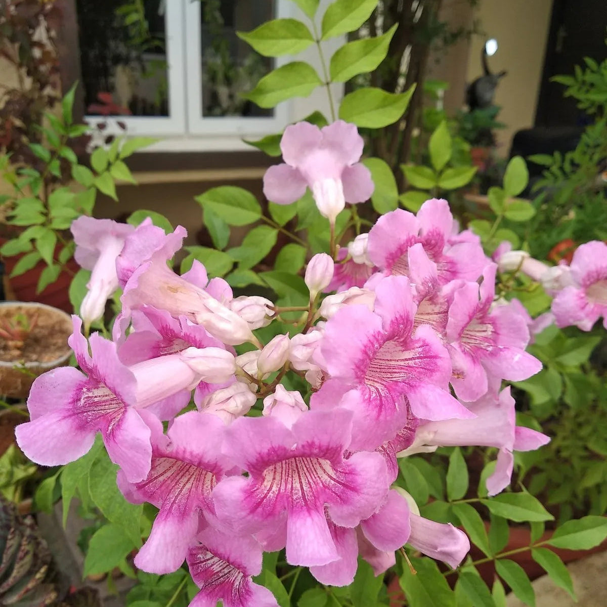 Buy Honeysuckle (Tecoma Pink Vine) - Plant Online at Lalitenterprise