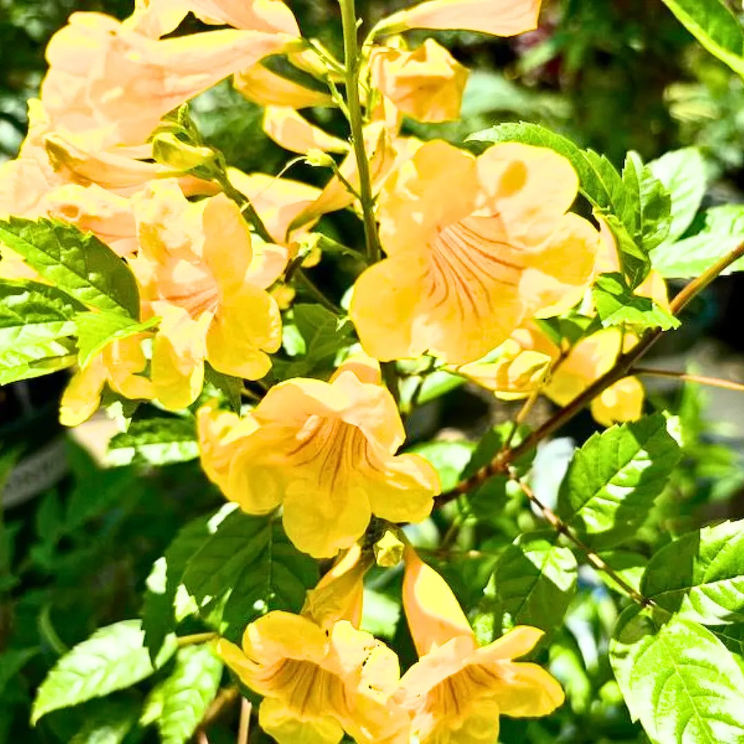 Buy Tecoma Stans "Yellow Bells" - Plant Online at Lalitenterprise