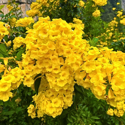 Buy Tecoma Stans "Yellow Bells" - Plant Online at Lalitenterprise