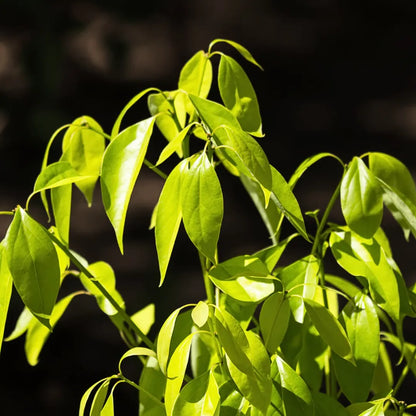Buy Tej Patta (Cinnamomum Tamala) "Indian Bay Leaf" Tamalpatra - Plant Online at Lalitenterprise