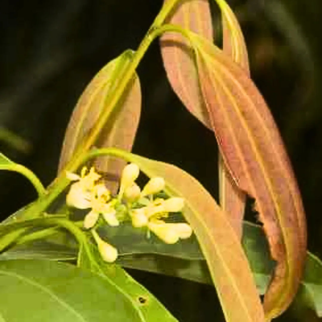 Buy Cinnamomum Tamala - Plant Online at Lalitenterprise